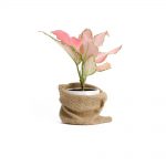 گلدان آپارتمانی کراسولا آواتا