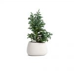 گلدان آپارتمانی کراسولا آواتا - تصویر 4