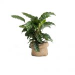 گلدان آپارتمانی ورزیا زبرا - تصویر 5