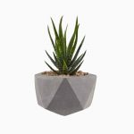 گلدان آپارتمانی زاموفیلیا - تصویر 2