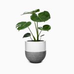 گلدان آپارتمانی یوکا بدون ساقه