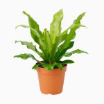 گلدان آپارتمانی بونسای جنسینگ - تصویر 3